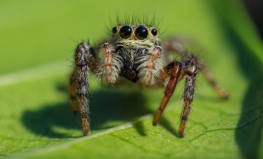 jumping spider with big eyes. taken with macro photography.