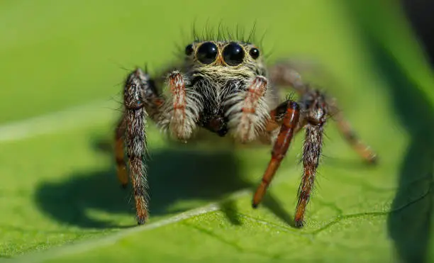 Photo of jumping spider with big eyes.