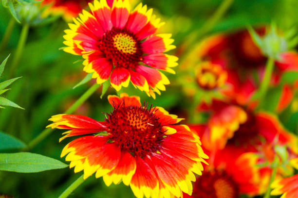 istock Red and yellow dahlia flowers 1412436933