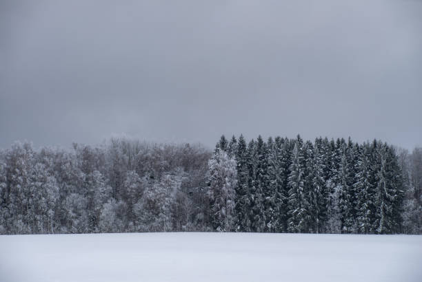 istock Beautiful winter landscape. Snowy forest. Grey sky. 1412437143