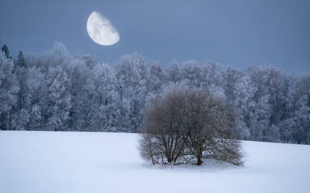 istock Beautiful winter landscape. Snowy forest. Moon in sky. 1412437149