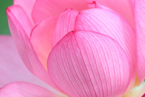 istock lotus petals,Oga lotus (Tosa City, Kochi Prefecture) 1412438108
