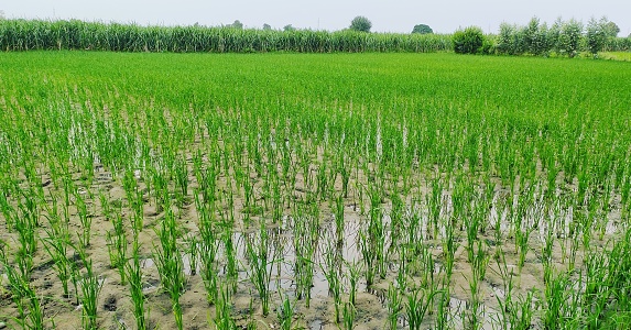 Beautiful green field of wheat. Aerial panoramic shot.