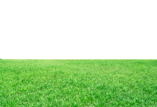 Green meadows on white background
