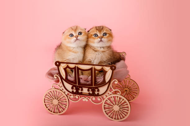 istock Two funny chinchilla kittens in the coach 1412438689