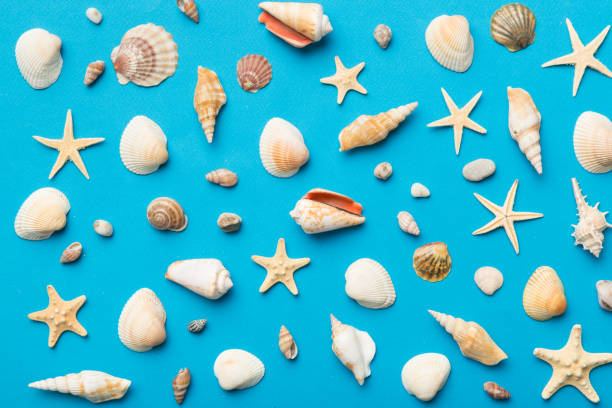 istock Summer time concept Flat lay composition with beautiful starfish and sea shells on colored table, top view 1412439686