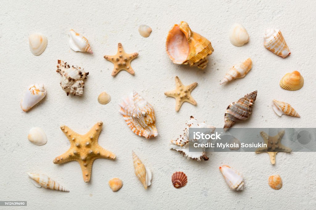 Composition With Shells Summer Time Concept Flat Lay Composition With Beautiful Starfish And ...