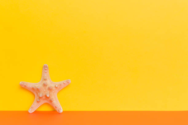 strandmuscheln auf farbigem hintergrund. mock-up mit kopierraum - ochre sea star stock-fotos und bilder