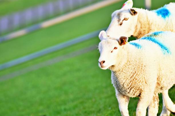 istock Marked sheep in the green 1412439945