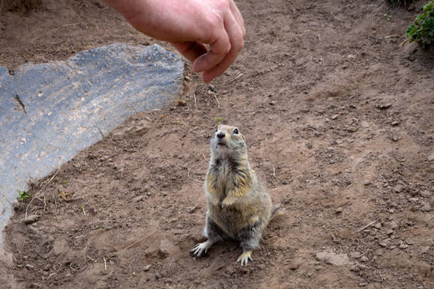 istock A field gopher reaches for the human hand for food with its paws. 1412440770