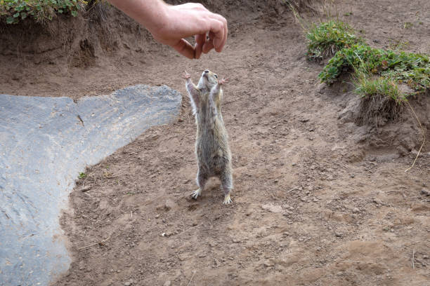 istock A field gopher reaches for the human hand for food with its paws. 1412440813
