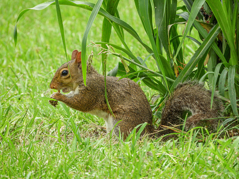 A squirrel sitting in grass eating a piece of corn