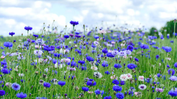 istock Cornflowers on a wheat field, colorful cornflower field 1412441904