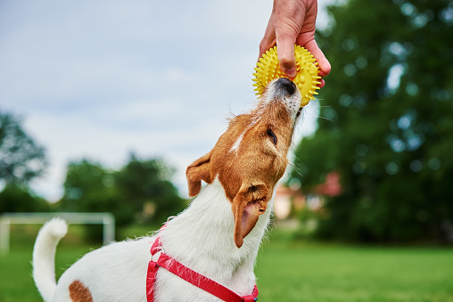 Woman playing with pet at park, Happy Jach Russell terrier dog walking with owner at field, Have fun with pet