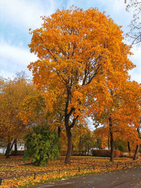 istock Maples with orange, bright, autumn leaves against a blue sky with beautiful clouds 1412442826