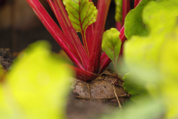 Fresh green leaves of vegetables in sunlight