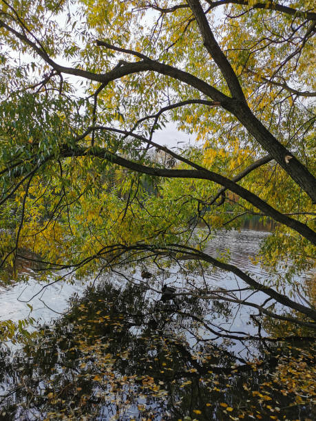istock A willow tree leaning over a pond with ducks and fallen leaves floating in its water. 1412445224