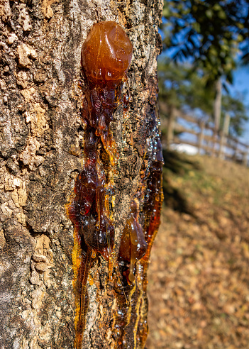 Tree sap in the trunk. Photo of the trunk of a tree from which sap is coming out in large quantities.