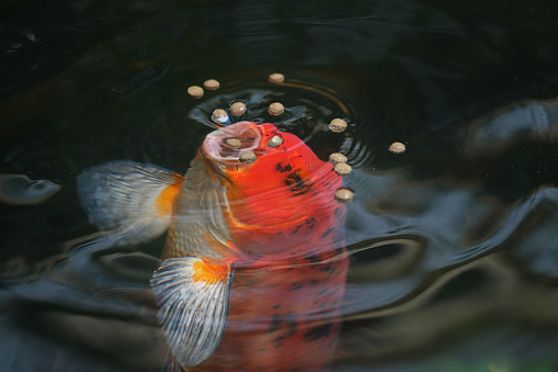 A red koi fish is opening its mouth to suck food on the water surface in the pool.