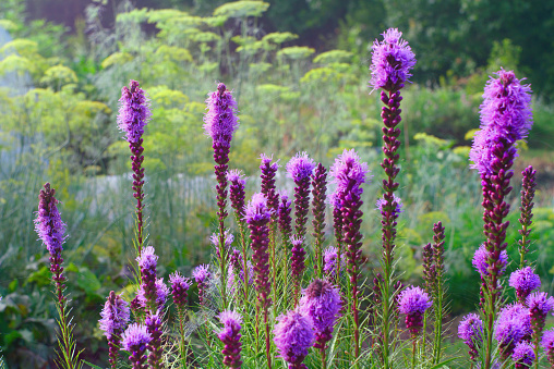 Liatris Spicata flower blooming in the garden in summer. Close view.