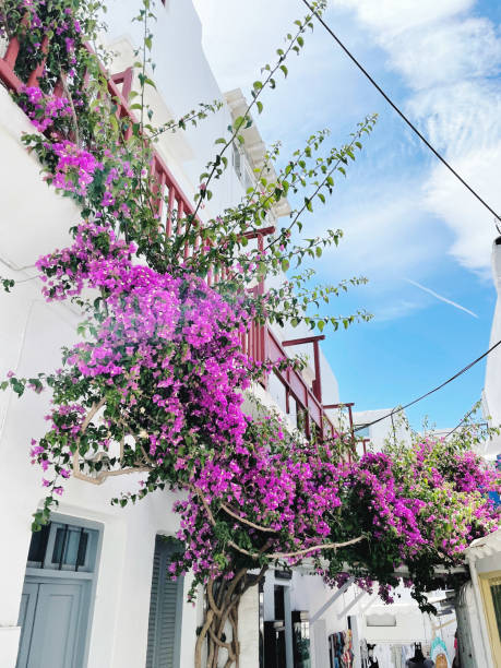 istock Florals in Mykonos 1412449035
