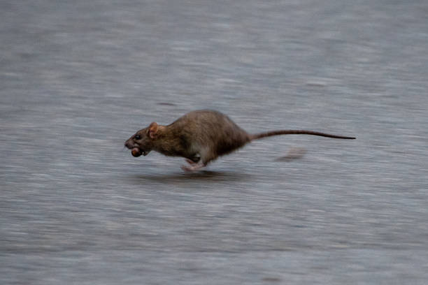 istock Rat running across the street 1412449876