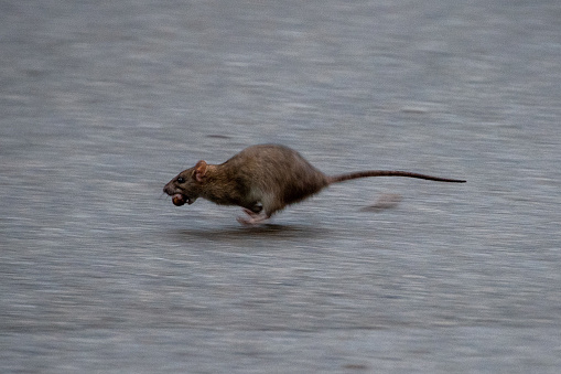 A photo of a rat running across the street