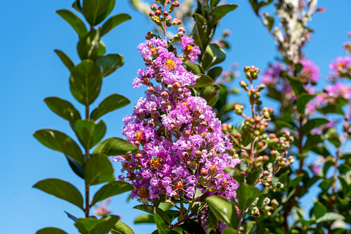 small tree with beautiful lilac flowers
