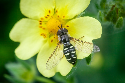 Bare-winged Aphideater Hover fly forages on a flower in summer in the boreal forest.