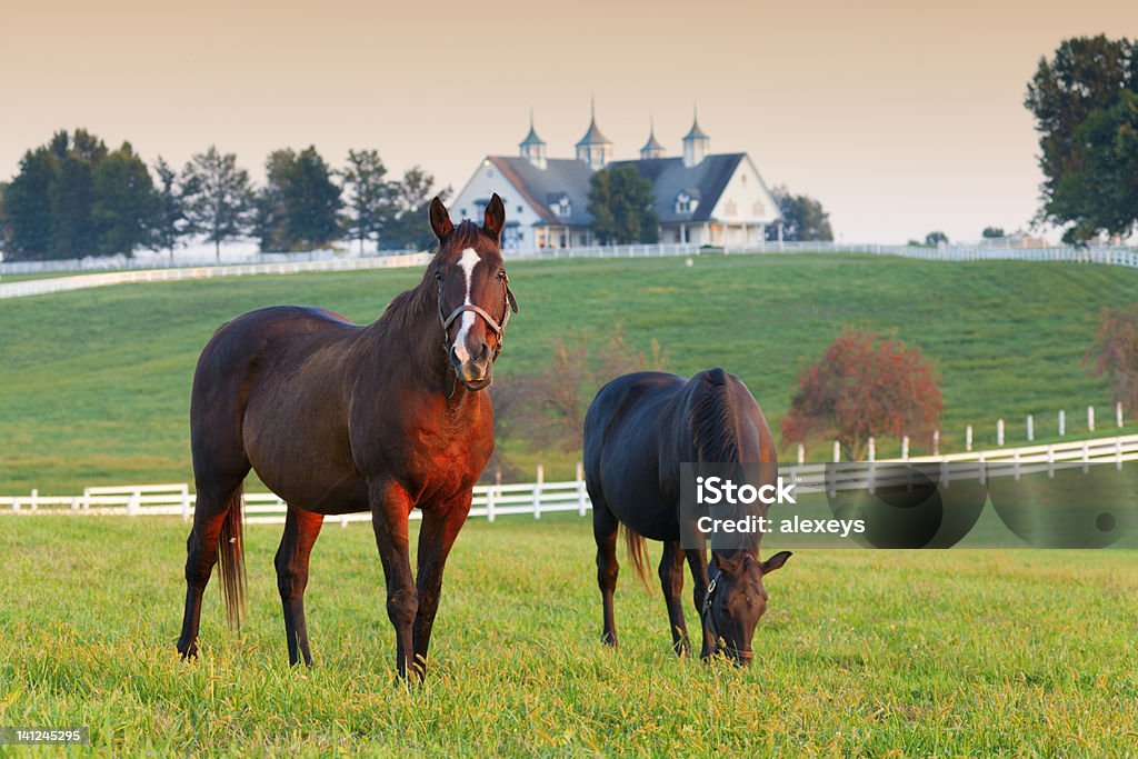 Horse Farm Horses in the fields on a farm in Lexington, Kentucky Kentucky Stock Photo