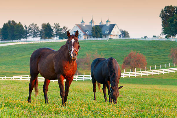 Horse Farm Horses in the fields on a farm in Lexington, Kentucky horse barn stock pictures, royalty-free photos & images