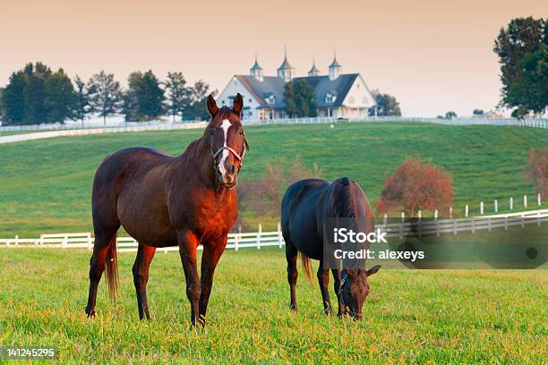 Horse Farm Stock Photo - Download Image Now - Kentucky, Horse, Lexington - Kentucky