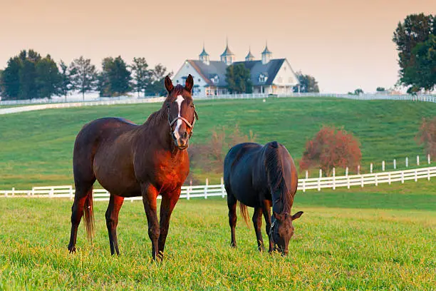 Horses in the fields on a farm in Lexington, Kentucky