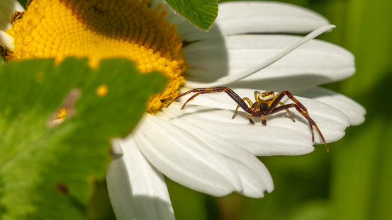 A Goldenrod crab spider camouflages itself on a daisy while waiting for prey.