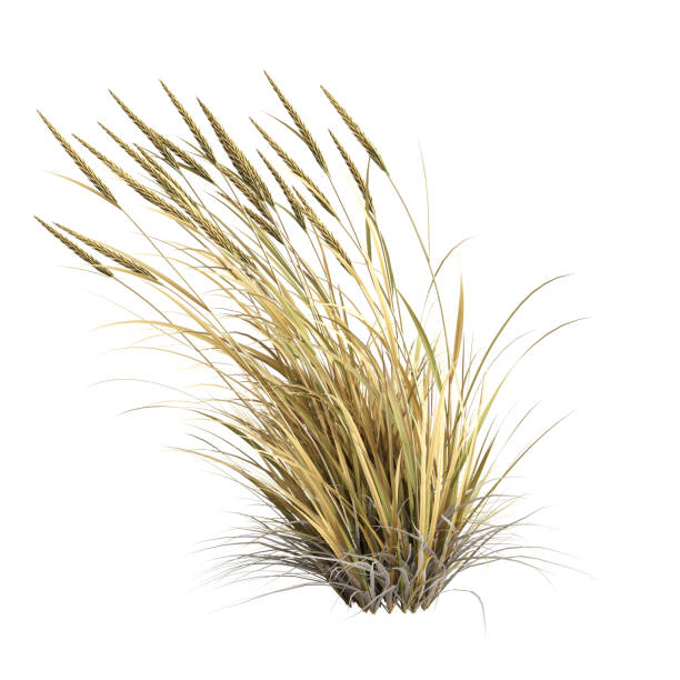 3d illustration of ammophila brevilugatta grass isolated on white background 3d illustration of ammophila brevilugatta grass isolated on white background marram grass stock pictures, royalty-free photos & images