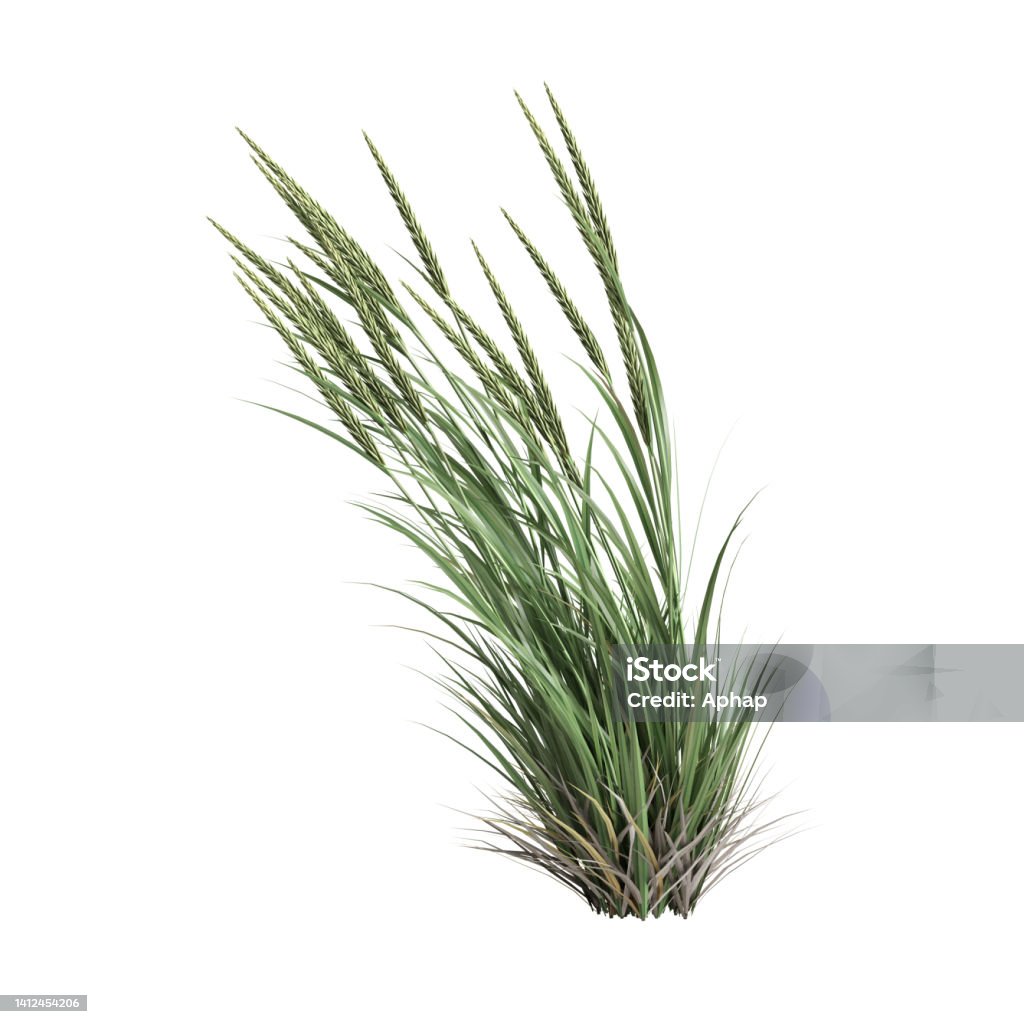 3d illustration of ammophila brevilugatta grass isolated on white background Grass Stock Photo