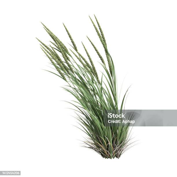 3d Illustration Of Ammophila Brevilugatta Grass Isolated On White Background Stock Photo - Download Image Now