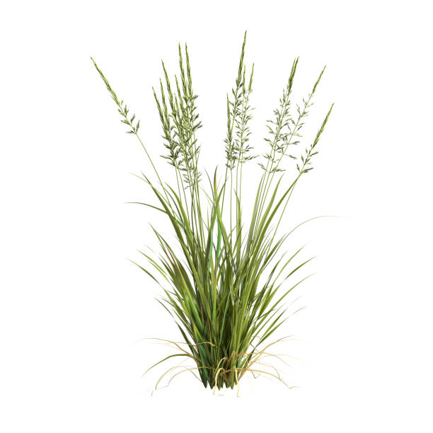 istock 3d illustration of arrhenatherum elatius grass isolated on white background 1412454248