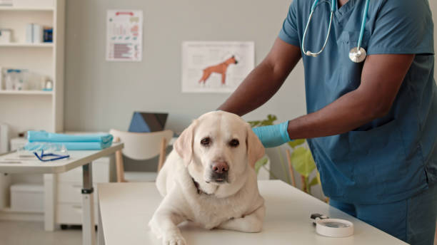 istock White Dog Being Examined by Veterinarian 1412454260