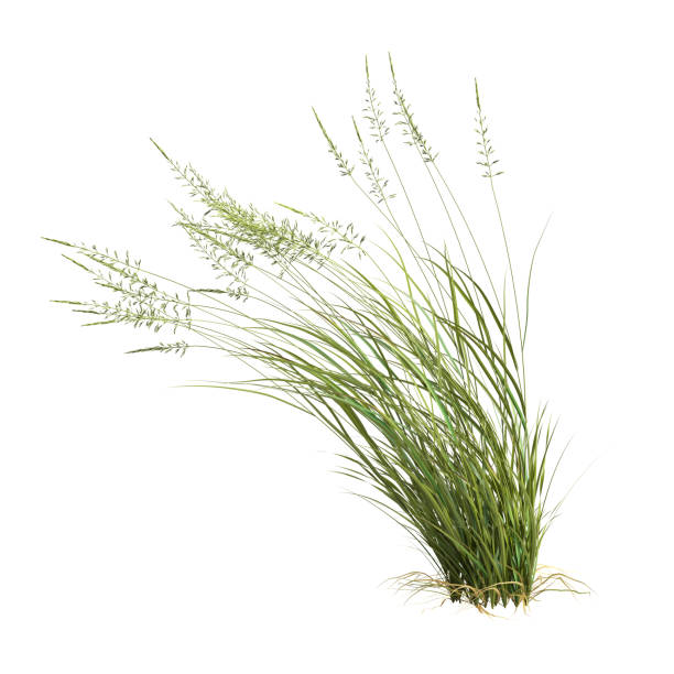 istock 3d illustration of arrhenatherum elatius grass isolated on white background 1412454342
