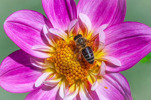 A bee gathers pollen from a dahlia flower in a summer garden.