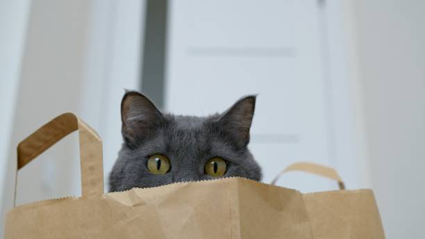 面白い猫が紙袋に隠れて、大きな黄色い目で周りを見回しています。猫の顔がスーパーの紙袋から覗いている。人々と一緒に暮らす幸せなペット。 - domestic cat bag shopping gift ストックフォトと画像