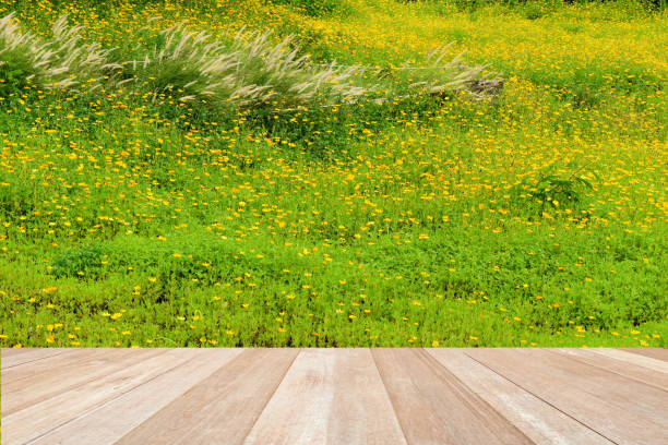 Wood table on cosmos flowers in full bloom beautiful nature