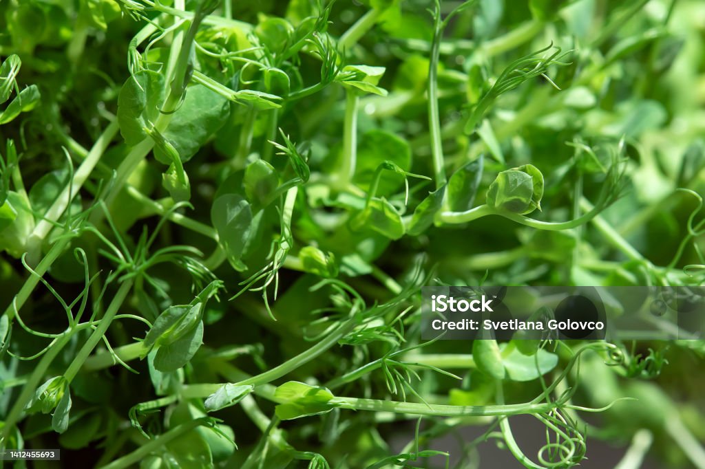 Different types of microgreens close-up top view. Seed sprouts are green. Eco vegan healthy lifestyle bio banner. Green natural background texture. Vitamins Amino Acids Benefits Of Organic Superfood. Agriculture Stock Photo