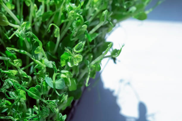 istock Microgreens sprouts isolated on white background. Vegan micro sunflower greens shoots. Growing sprouted sunflower seeds, microgreens closeup, minimal design, banner 1412455698