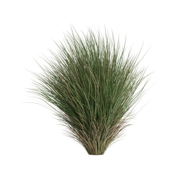 istock 3d illustration of chionochloa rubra 1412456024