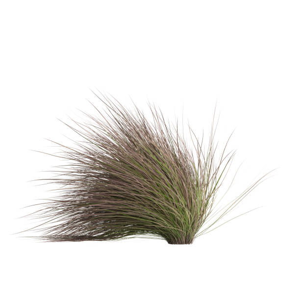 istock 3d illustration of chionochloa rubra 1412456054
