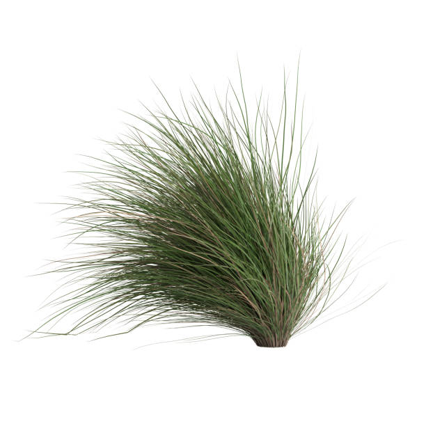 istock 3d illustration of chionochloa rubra 1412456068
