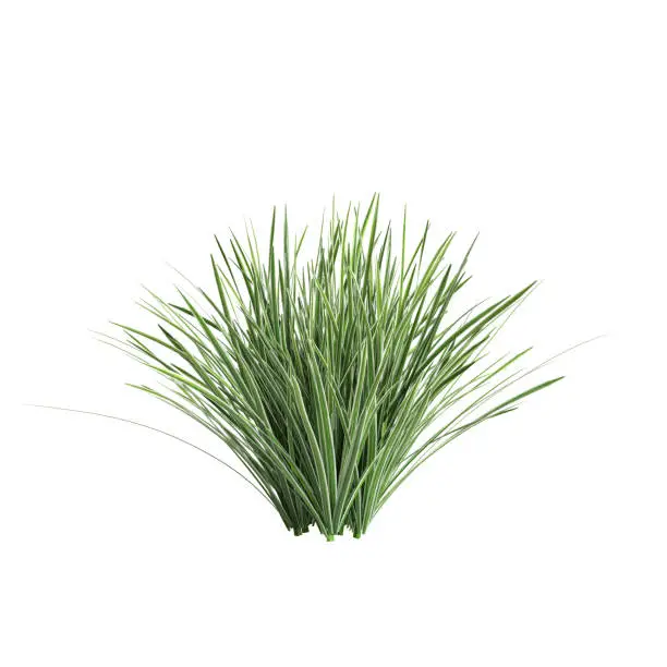 Photo of 3d illustration of deschampsia cespitosa northern lights grass isolated on white background