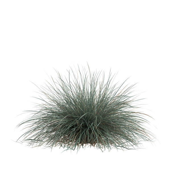 istock 3d illustration of helictotrichon sempervirens grass isolated on white background 1412456118